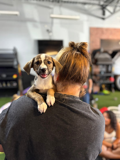 Puppy Yoga Part II